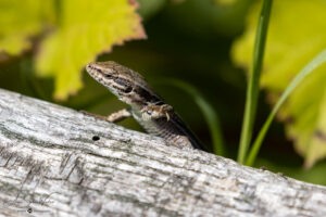 Lézard des murailles (femelle)