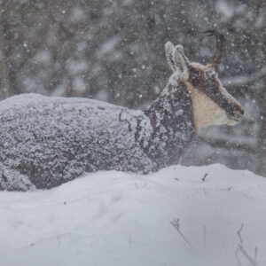 Postal Card - Chamois 1