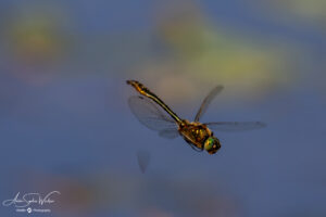 Flying dragonfly (a male Downy Emerald to be more accurate, a thousand tries later...)