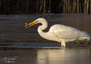 A good fisherbird (Great Egret)
