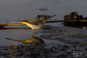 Grey Wagtail