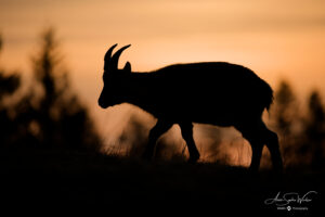 Alpine shade (Female Alpine Ibex)