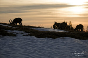 Alpine Ibexes against the light