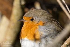 European Robin's portrait