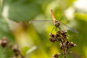 Female Ruddy Darter