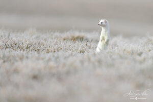 Stoat in the frozen morning
