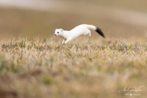 Flying stoat