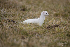 At last she stood still for over a second, and close to me (Stoat)