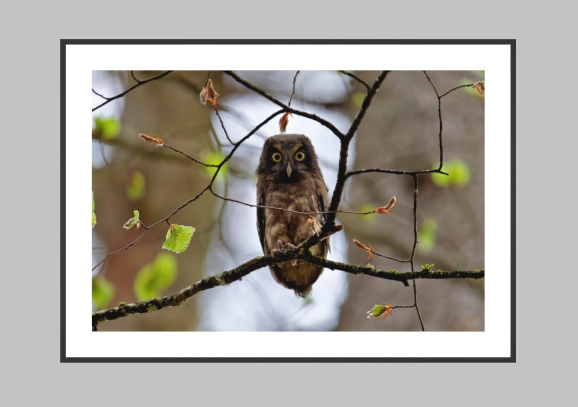 Art Print - Classic Frame - Example