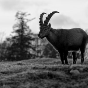 Unlimited Print - Male Alpine Ibex I