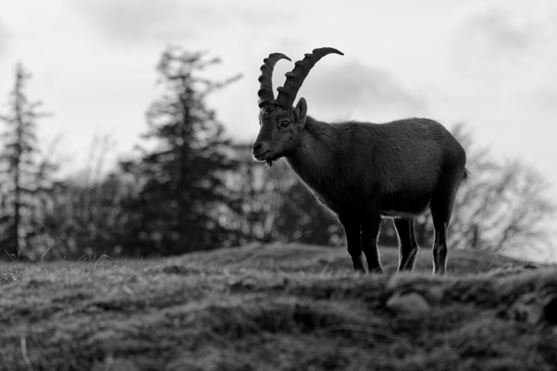 Unlimited Print - Male Alpine Ibex I