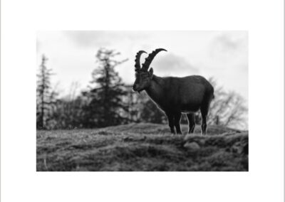 Unlimited Print - Male Alpine Ibex I