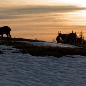 Unlimited Print - Alpine Ibexes I