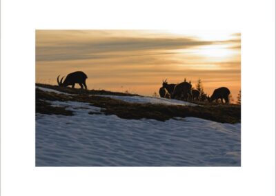 Unlimited Print - Alpine Ibexes I