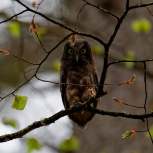 Postal Card - Boreal Owl II
