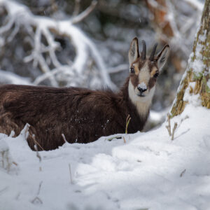Postal Card - Chamois II