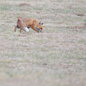 Postal Card - Red Fox I