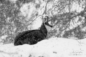Repos dans le silence blanc