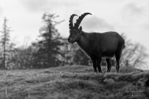 Master of the cliffs—still and sovereign