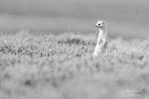 White as a snow-kept secret