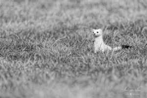 Hunting plan underway