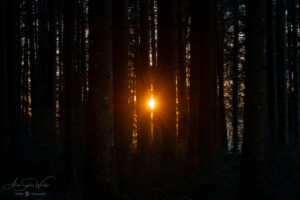 Last sunrays through the woods, a few moments before sunset.