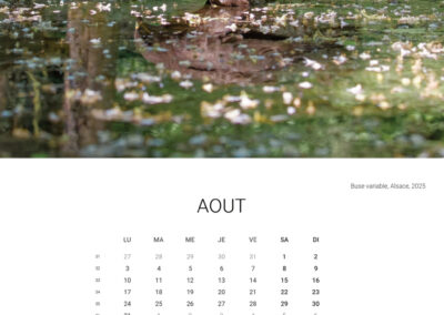 Calendar 2026 - August - Anne-Sophie Wichser Wildlife Photography