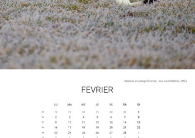 Calendar 2026 - February - Anne-Sophie Wichser Wildlife Photography