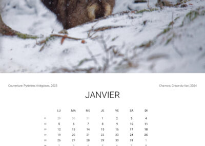 Calendar 2026 - January - Anne-Sophie Wichser Wildlife Photography
