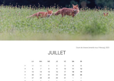 Calendar 2026 - July - Anne-Sophie Wichser Wildlife Photography