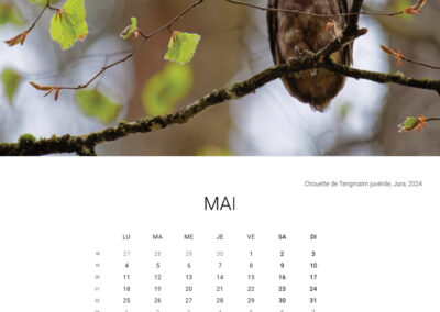 Calendar 2026 - May - Anne-Sophie Wichser Wildlife Photography