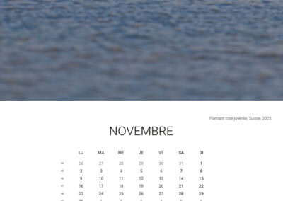 Calendar 2026 - November - Anne-Sophie Wichser Wildlife Photography