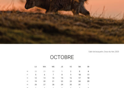 Calendar 2026 - October - Anne-Sophie Wichser Wildlife Photography