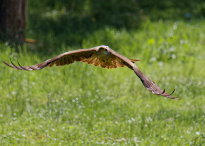Postcard - Flying Black Kite - Anne-Sophie Wichser Wildlife Photography