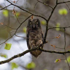 Postcard - Young Boreal Owl - Anne-Sophie Wichser Wildlife Photography