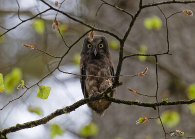 Postcard - Young Boreal Owl - Anne-Sophie Wichser Wildlife Photography