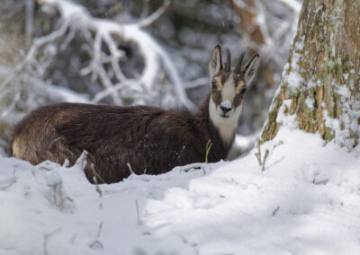 Postcard - Chamois - Anne-Sophie Wichser Wildlife Photography