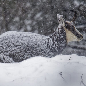 Postcard - Snowy Chamois - Anne-Sophie Wichser Wildlife Photography
