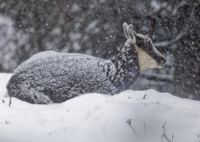 Postcard - Snowy Chamois - Anne-Sophie Wichser Wildlife Photography