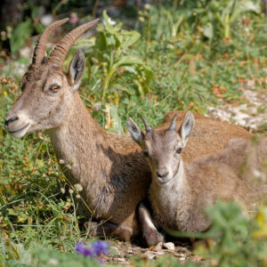 Postcard - Female Alpine Ibex with her young one - Anne-Sophie Wichser Wildlife Photography