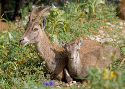Postcard - Female Alpine Ibex with her young one - Anne-Sophie Wichser Wildlife Photography
