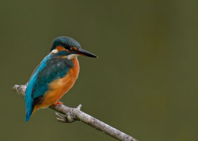 Postcard - Female Common Kingfisher - Anne-Sophie Wichser Wildlife Photography