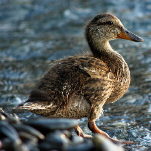 Postcard - Mallard Duckling - Anne-Sophie Wichser Wildlife Photography