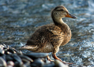 Postcard - Mallard Duckling - Anne-Sophie Wichser Wildlife Photography