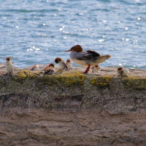 Postcard - Merganser family - Anne-Sophie Wichser Wildlife Photography