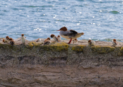 Postcard - Merganser family - Anne-Sophie Wichser Wildlife Photography