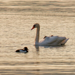 Postcard - Mute Swans family - Anne-Sophie Wichser Wildlife Photography