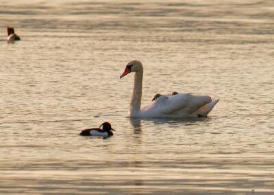 Postcard - Mute Swans family - Anne-Sophie Wichser Wildlife Photography