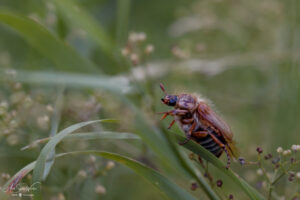 The impressive Cockchafer (Melolontha melolontha)