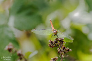 Ruddy Darter's detailed wings (Sympetrum sanguineum)
